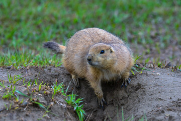 The black-tailed prairie dog (Cynomys ludovicianus), Theodore Roosevelt National Park