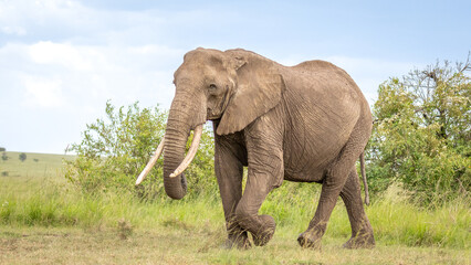 Fototapeta na wymiar Elephant ( Loxodonta Africana) walking, Olare Motorogi Conservancy, Kenya.