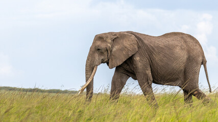 Fototapeta na wymiar Elephant ( Loxodonta Africana) grazing, Olare Motorogi Conservancy, Kenya.