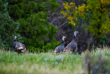 The wild turkey (Meleagris gallopavo), wild birds on a green meadow, North Dakota