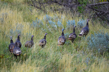 The wild turkey (Meleagris gallopavo), wild birds on a green meadow, North Dakota