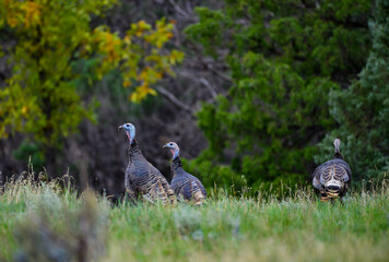 The wild turkey (Meleagris gallopavo), wild birds on a green meadow, North Dakota