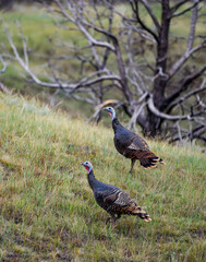 The wild turkey (Meleagris gallopavo), wild birds on a green meadow, North Dakota