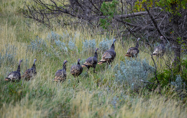 The wild turkey (Meleagris gallopavo), wild birds on a green meadow, North Dakota