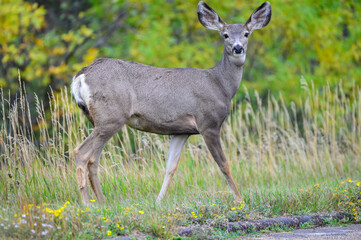The mule deer (Odocoileus hemionus), animals in a meadow among green grass looking forward