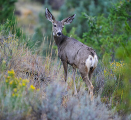 The mule deer (Odocoileus hemionus), animals in a meadow among green grass looking forward