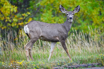 Naklejka na ściany i meble The mule deer (Odocoileus hemionus), animals in a meadow among green grass looking forward