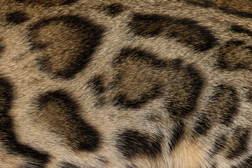Full frame macro detailed  image of brown with black spotted domestic Bengal cat furr.