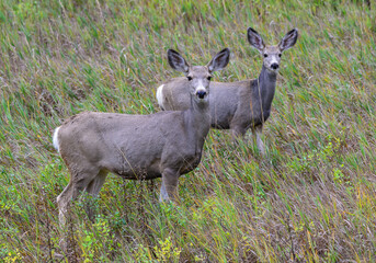 The mule deer (Odocoileus hemionus), animals in a meadow among green grass looking forward