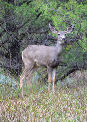 The mule deer (Odocoileus hemionus), animals in a meadow among green grass looking forward