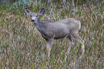 The mule deer (Odocoileus hemionus), animals in a meadow among green grass looking forward