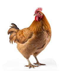 Rolgordijnen full body of chicken ,hen standing isolated white background. © PNG FOR YOU