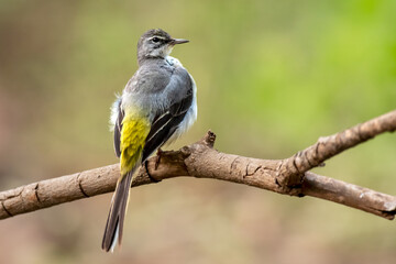 Gray Wagtail on perch in Valley.