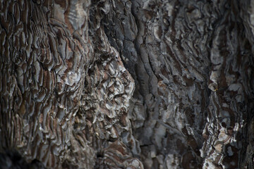 Closeup view of old grey pine tree. Background macro textures 