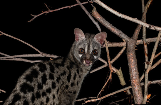 Common genet in studio