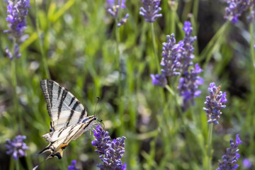 Fennel Swallowtail on lavender, Provence, France