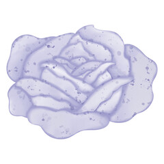Watercolor Rose Blossom