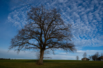Single oak tree and deep blue sky with white cumulus clouds over Bavarian village with trees in Chiemgau, Germany