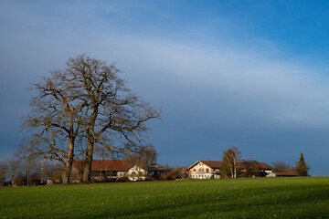 Obraz premium Meadows, single oak tree and bavarian village. Deep blue sky with white clouds in Chiemgau, Germany