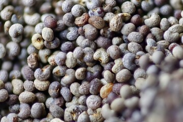 Graumohn - Makroaufnahme 2