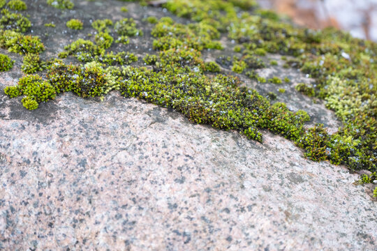 Green moss on a granite boulder rock, close-up. Natural background.