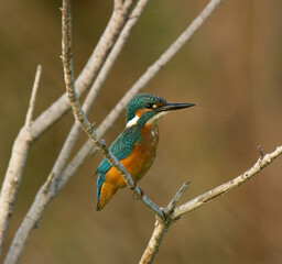 Martín pescador King Fisher