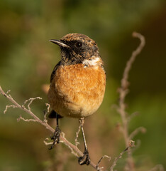 Tarabilla común