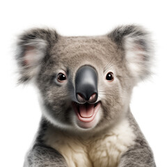 Cute koala bear smiling isolated on white background.