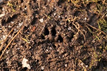 Footprint cat on the mud, sand soil. The front foot of the cat. Animals footprints on the earth. animal track, Tracks. kitten foot prints on earth. cats walk. feline paw