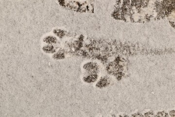 Footprint dog on the snow. The front foot of the canine. Animals footprints on the earth. animal...