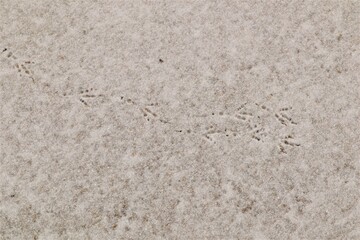 Birds footprints on the snow. crows and pigeons.
Animals foot prints in the winter.
Local animal...