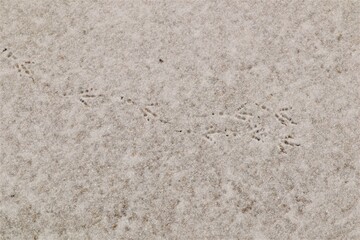 Birds footprints on the snow. crows and pigeons.
Animals foot prints in the winter.
Local animal track, Tracks.
Footprint bird on the earth Surface.
Foot print on ice, freezing, frozen