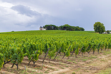 Typical vineyards near Chateau d Yquem, Sauternes, Bordeaux, Aquitaine, France