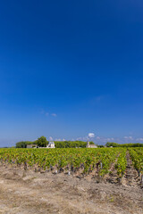 Vineyards near Margaux (Chateau Margaux), Bordeaux, Aquitaine, France