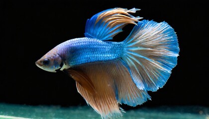 Fototapeta premium Siamese fighting fish in aquarium