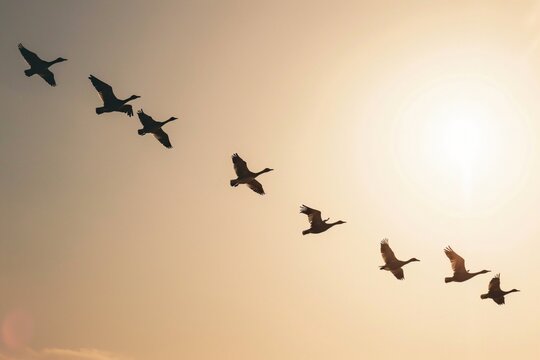 A flock of birds flying in a V-formation, symbolizing cooperation and collective effort, against a clear sky background.
