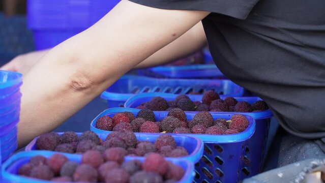 people,packing red bayberries fruit with basket