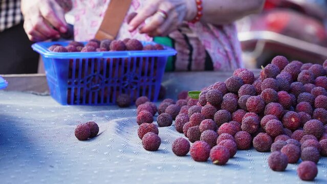 people,packing red bayberries fruit with basket