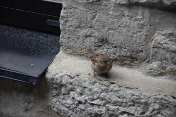 Naklejka premium sparrow in the street