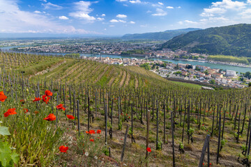 Fototapeta na wymiar Grand cru vineyard, Tain l'Hermitage, Rhone-Alpes, France