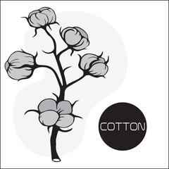 Branch of cotton with flowers and tangles. wildflowers with stems, floral and botanical elements in sketch style. isolated.