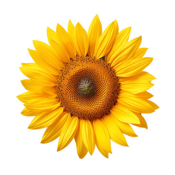 Flower of sunflower isolated on white background.