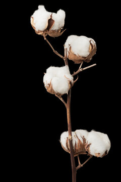 Dried fluffy cotton flower branch on a black background