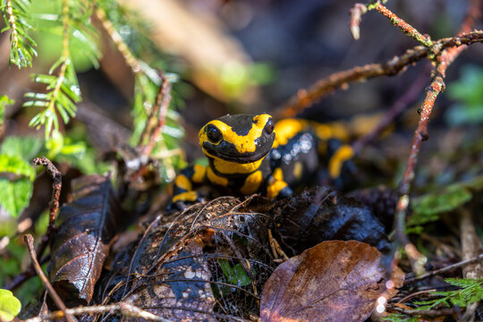 Feuersalamander.Salamandra salamandra.(Linnaeus, 1758)