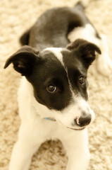 Border Collie Puppy