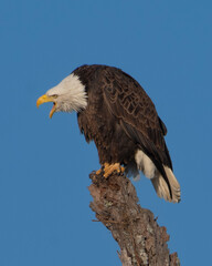 Upset Bald Eagle calling out to another Eagle encroaching on it's territory 