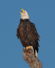 Upset Bald Eagle calling out to another Eagle encroaching on it's territory 