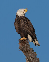 Upset Bald Eagle calling out to another Eagle encroaching on it's territory 