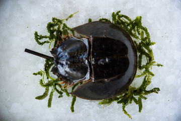 Horseshoe crab or Limulus polyphemus on ice is Seafood for sale in sea food market at Thailand. 