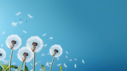 Beautiful dandelion flower seed isolated white cloud blue background